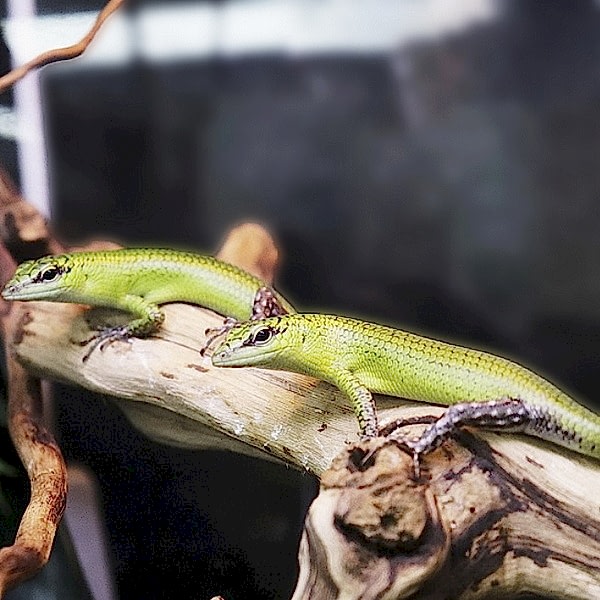 Сцинк древесный смарагдовый, M