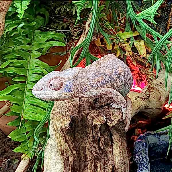 Пантеровый хамелеон (Furcifer Pardalis)