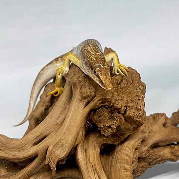 Сцинк аптечный (Scincus scincus)